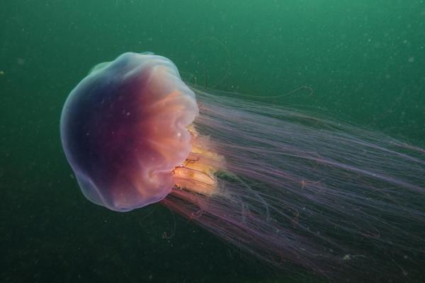 Tout savoir sur les méduses - Il existe une espèce de taille géante