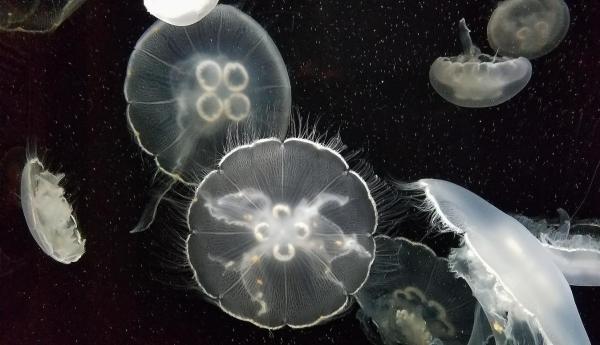Tout savoir sur les méduses - Leur corps est plein de lumière