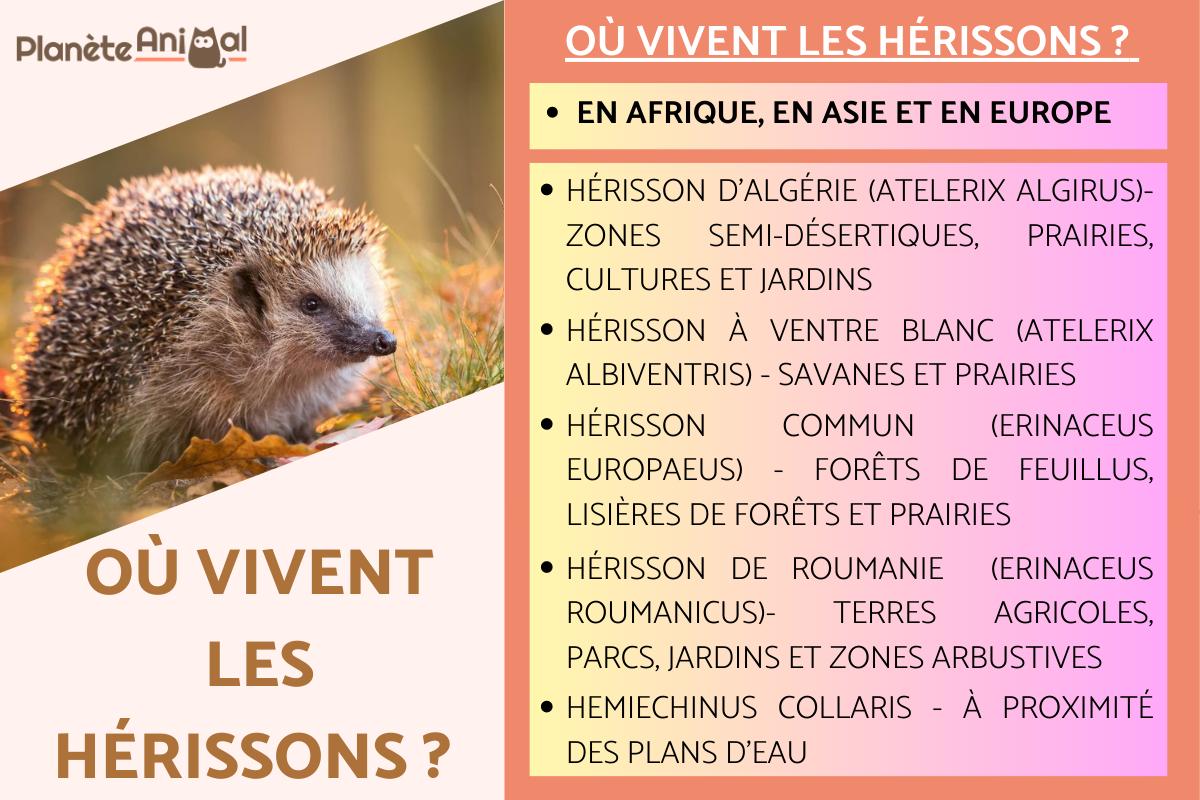 Où vivent les hérissons ? - Afrique, Asie et Europe