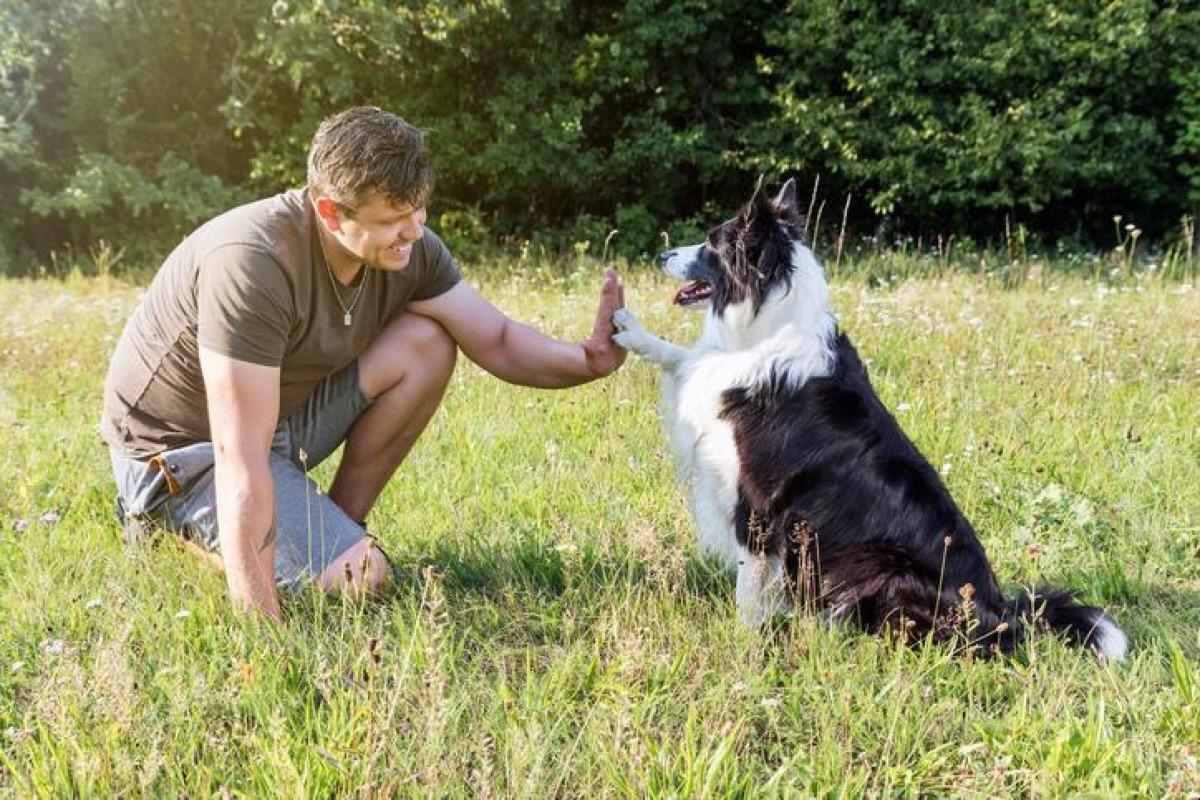 Dressage du Border Collie