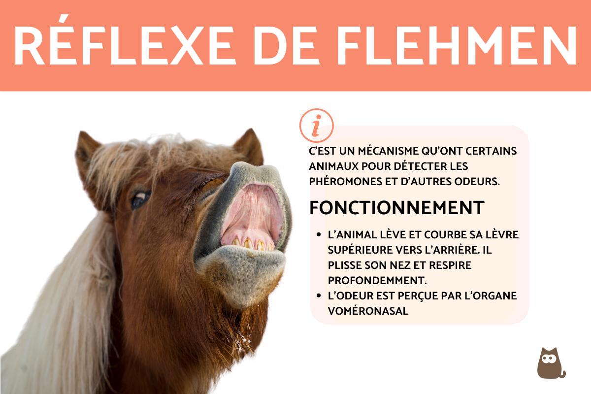 Flehmen - Définition et liste des animaux qui le font