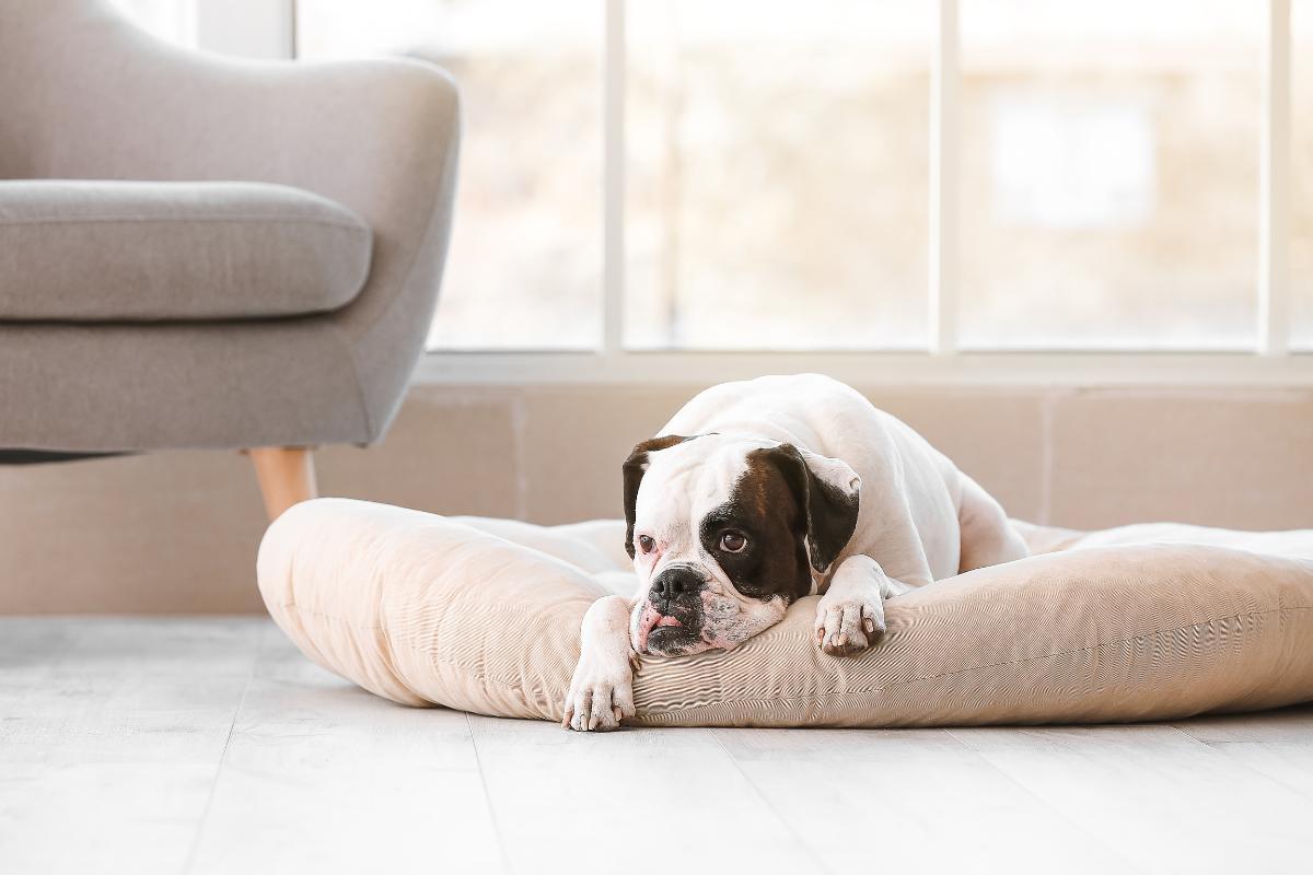 Mon chien tremble au repos - causes et que faire