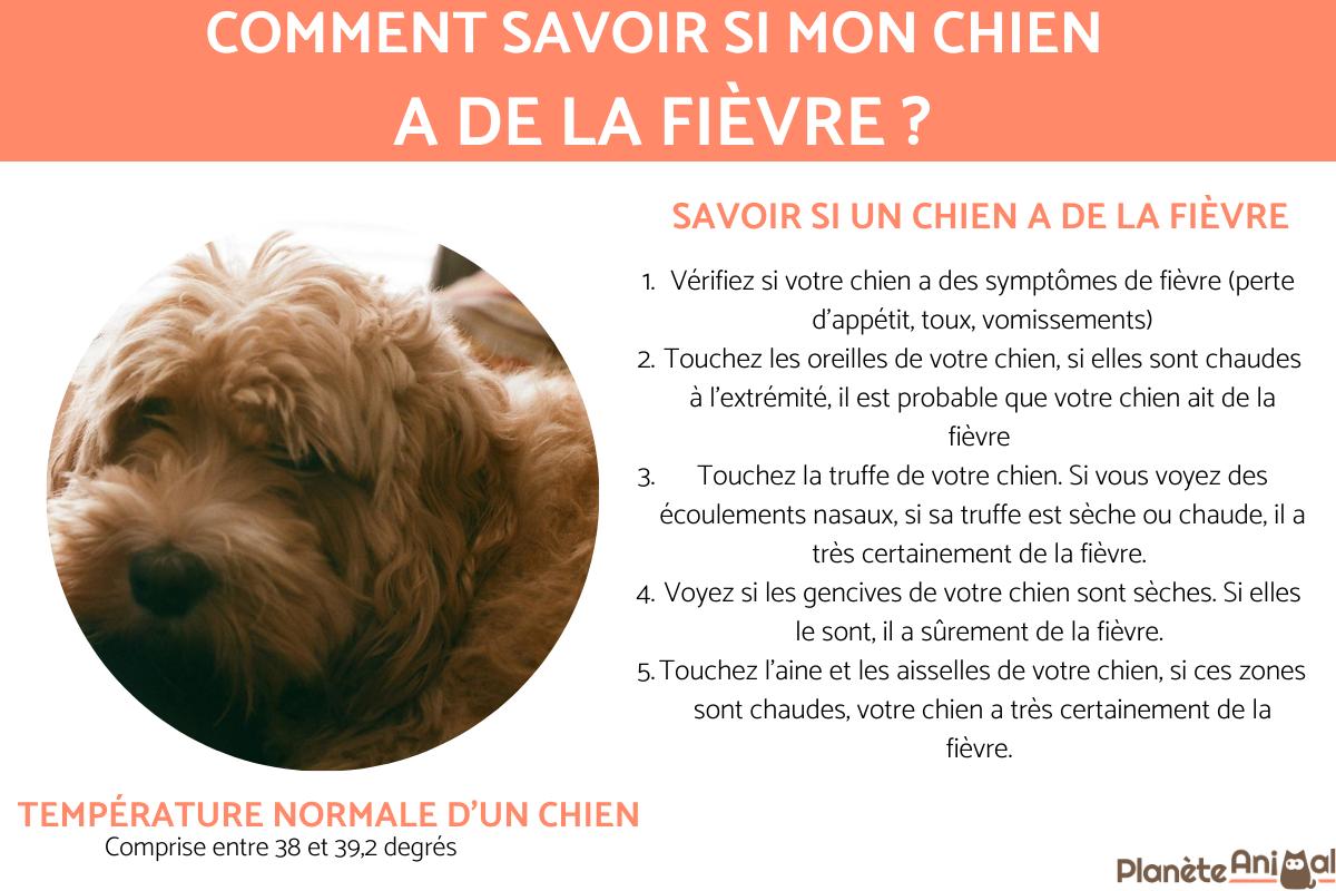 Comment savoir si mon chien a de la fièvre sans thermomètre - 5 astuces