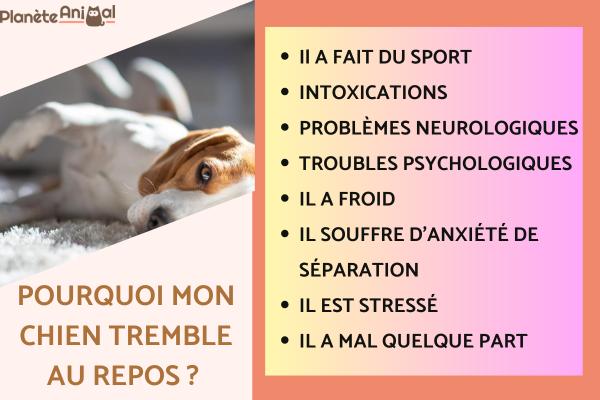 Mon chien tremble au repos - causes et que faire