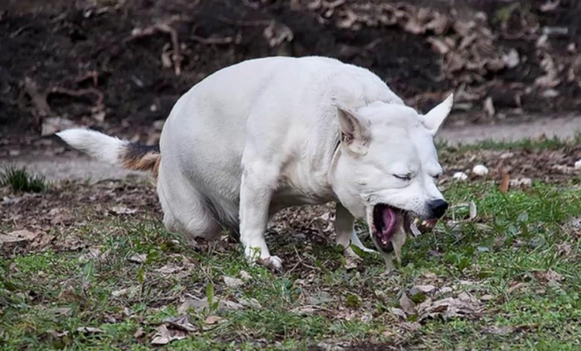 Mon chien vomit jaune Causes, traitement et remèdes