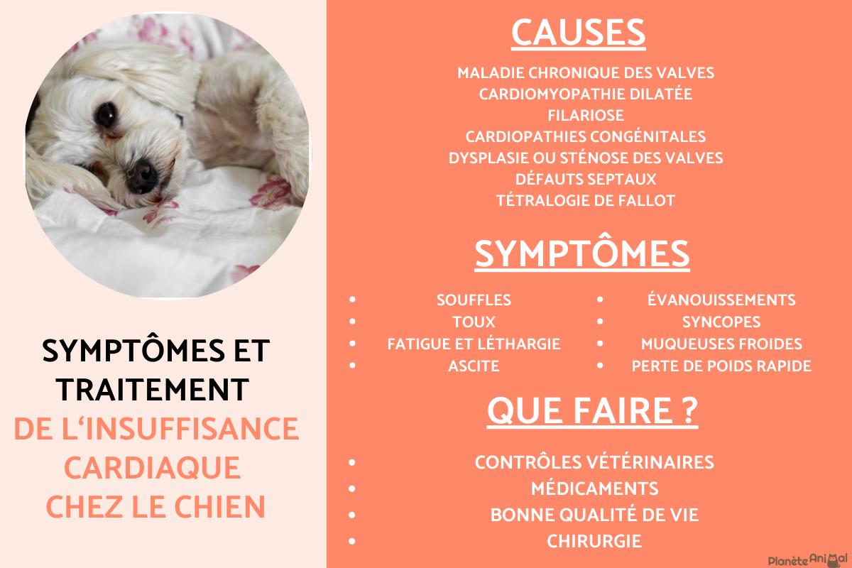 Insuffisance cardiaque chez le chien - Symptômes et traitement