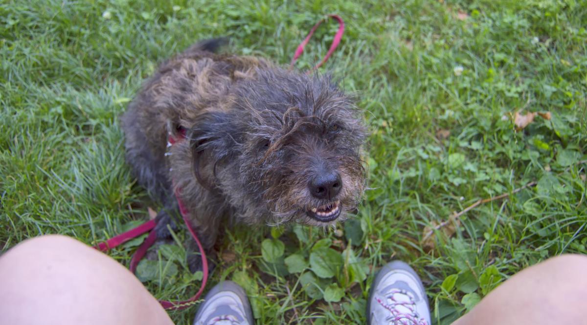 Pourquoi mon chien me fait pipi dessus ?