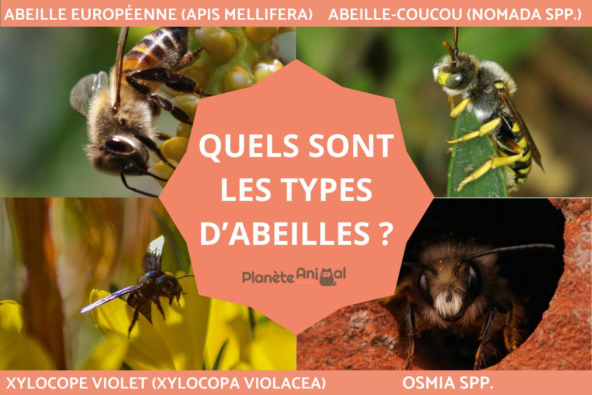Quels sont les types d'abeilles ?