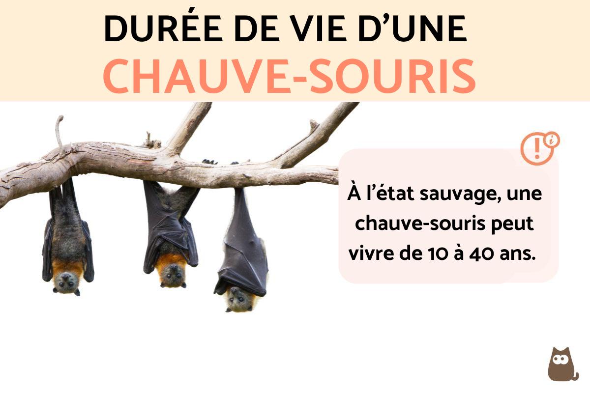 Durée de vie d'une chauvesouris jusqu'à 40 ANS — free download