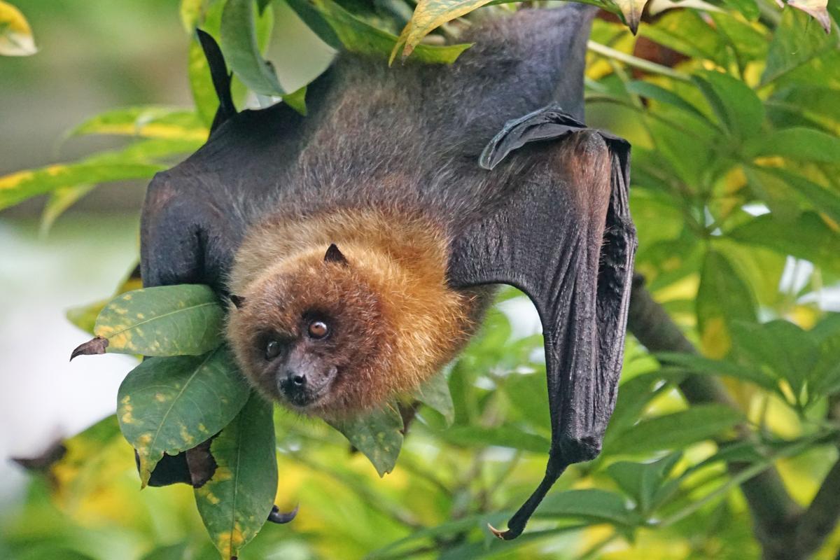 Durée de vie d'une chauvesouris jusqu'à 40 ANS — free download