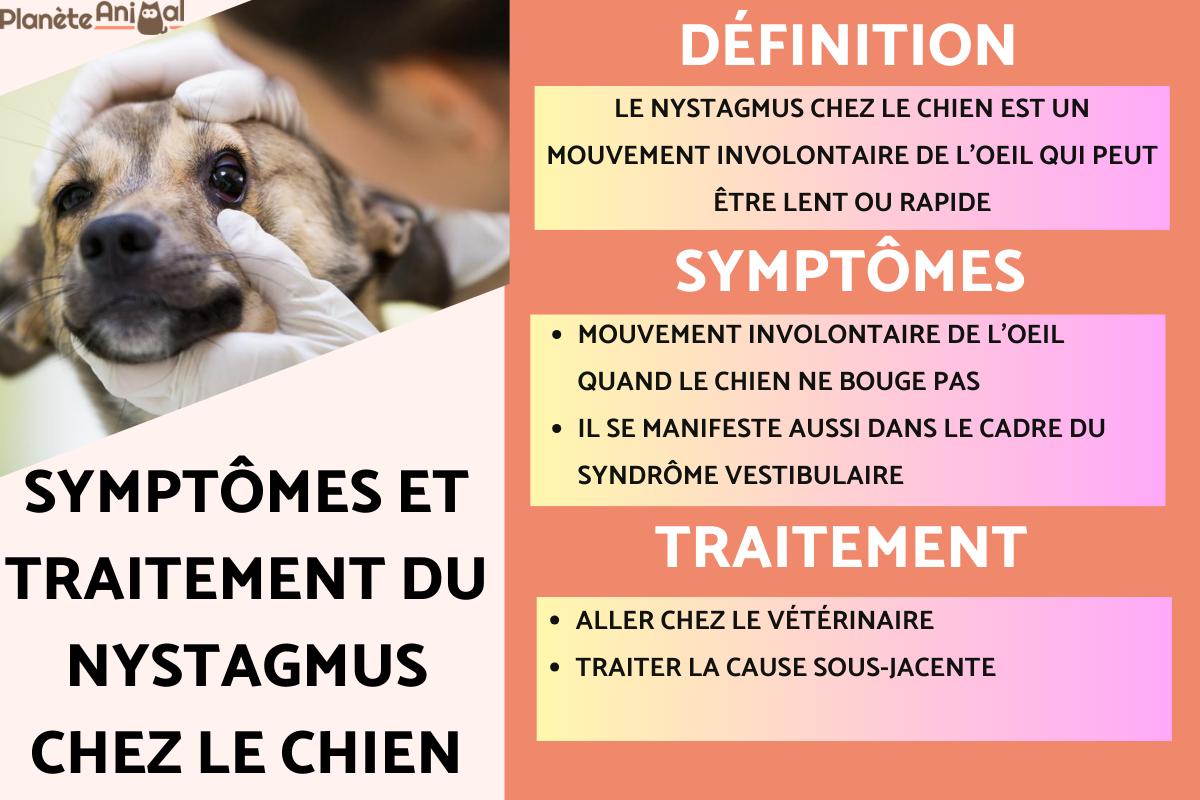 Nystagmus chez le chien - symptômes, causes et traitement