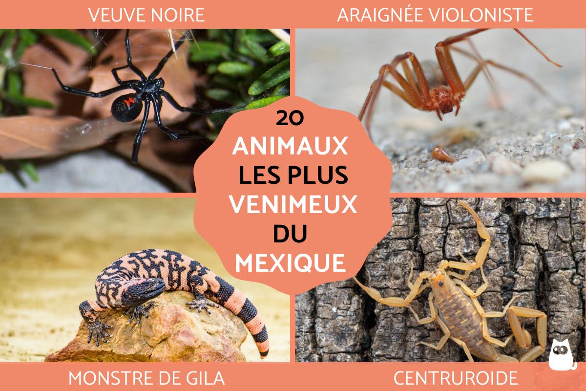 Animaux dangereux du Mexique