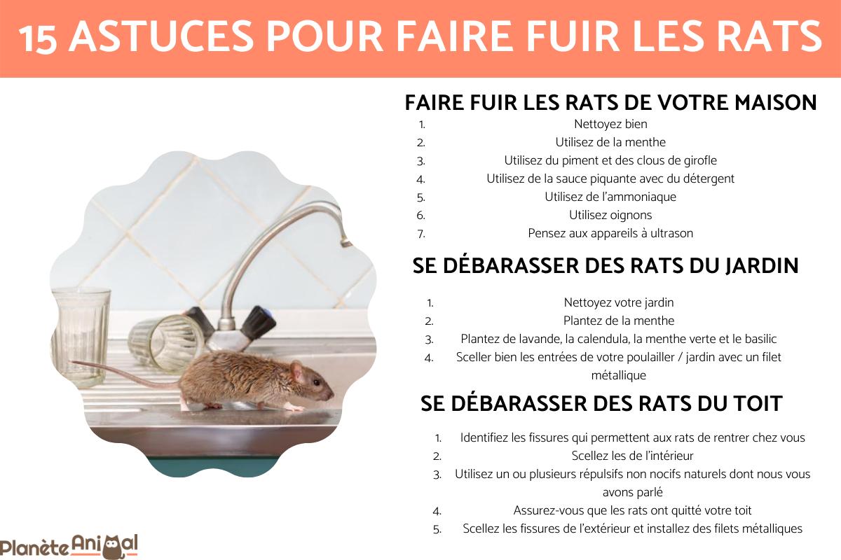 Comment faire fuir les rats ?