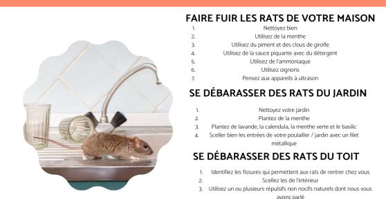 Comment faire fuir les rats ?