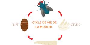 Cycle de vie de la mouche