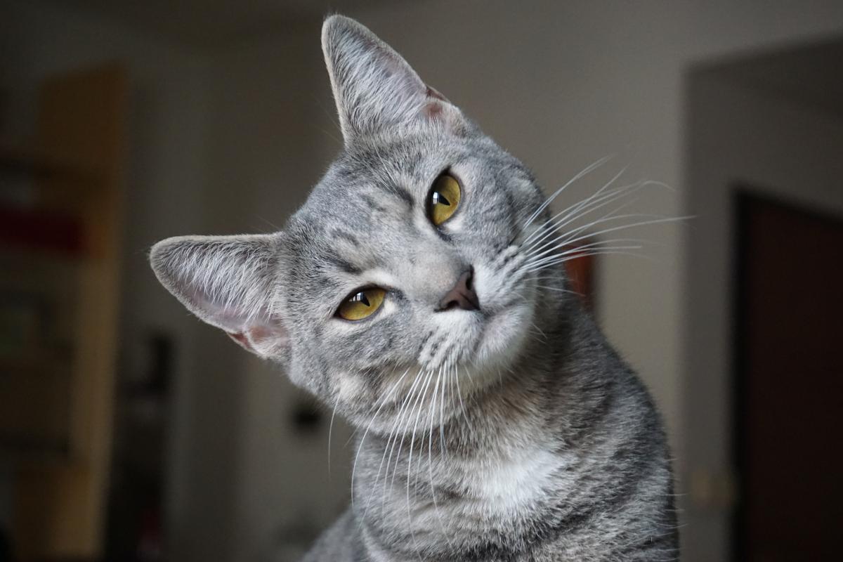 Est-ce que mon chat comprend quand je lui parle ?