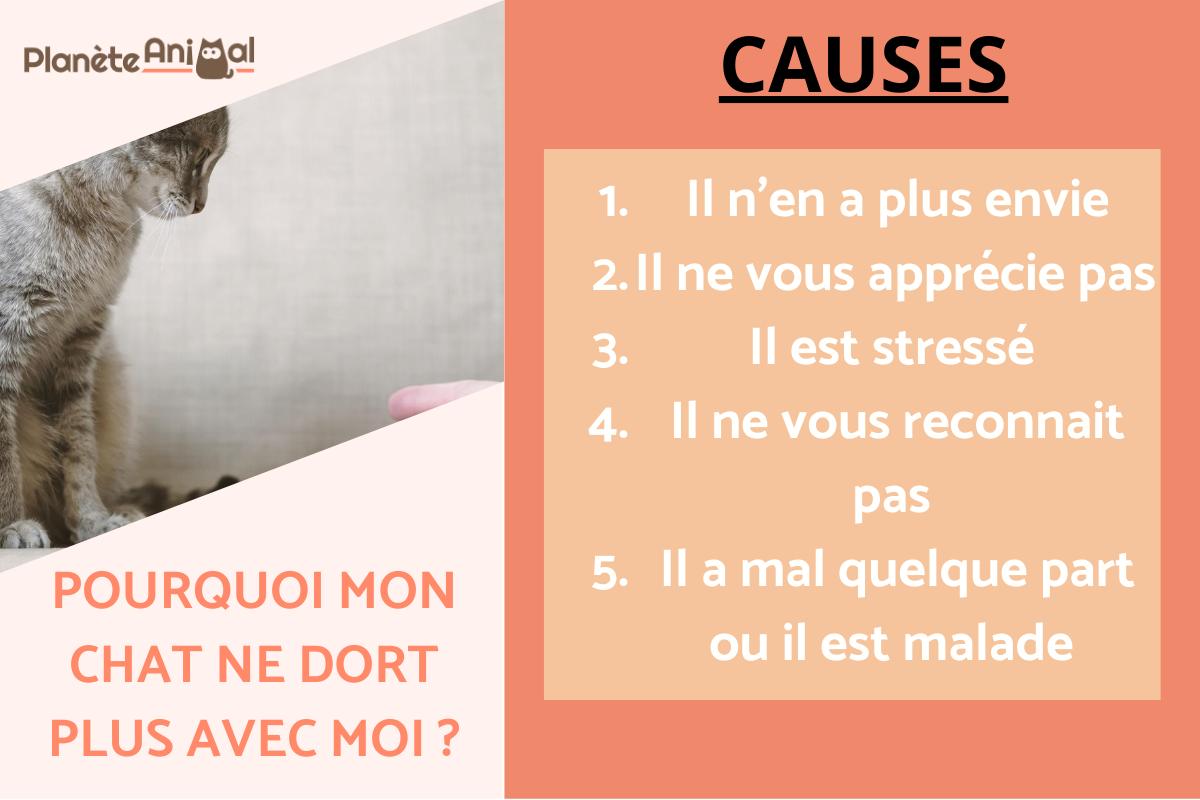 Pourquoi mon chat ne dort plus avec moi