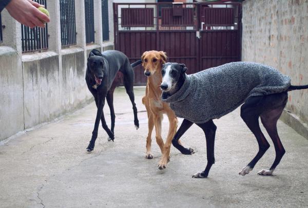 26 races de chiens espagnoles - 1. Le lévrier espagnol ou Galgo español