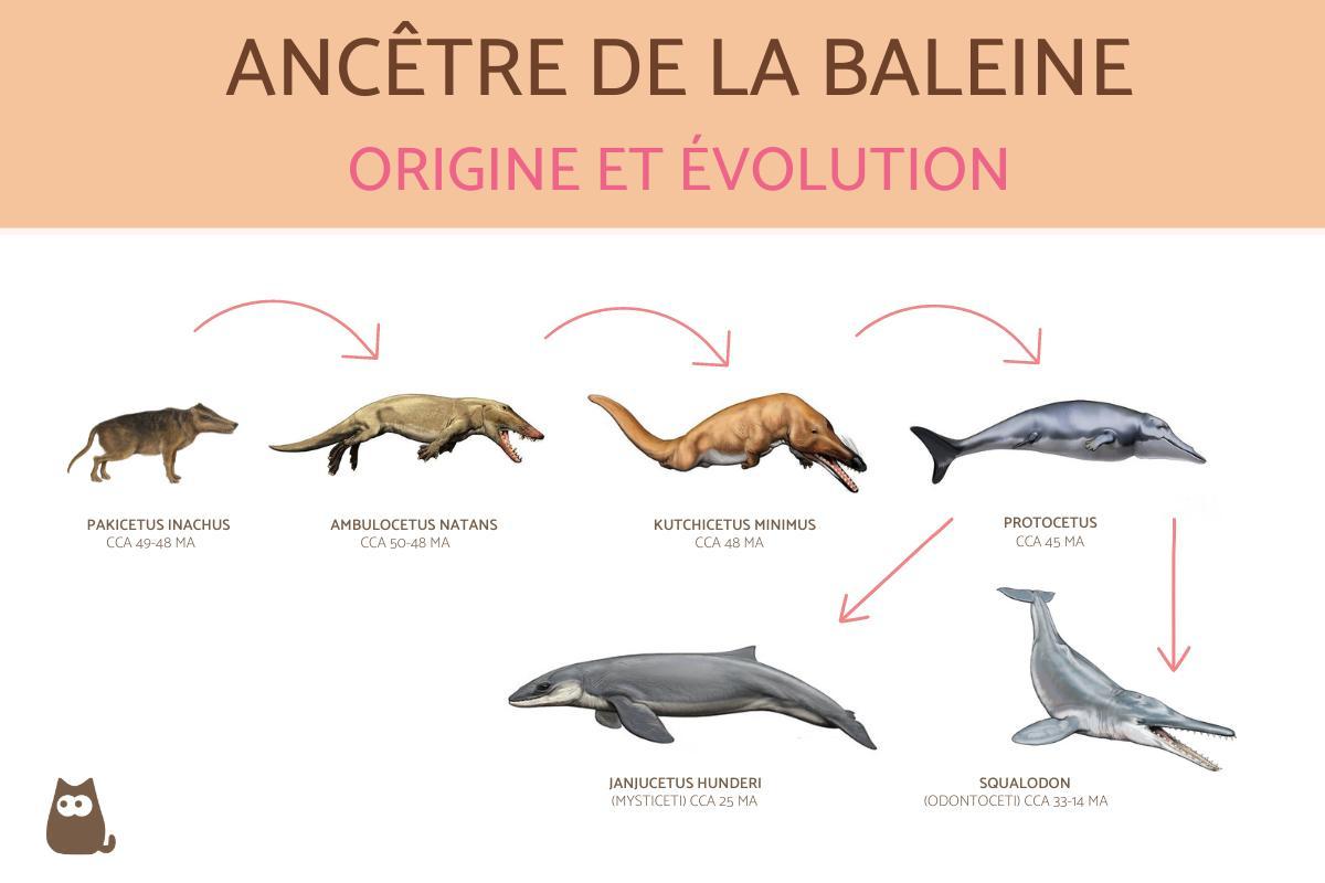 ANCÊTRE de la BALEINE : ORIGINE et ÉVOLUTION de la BALEINE
