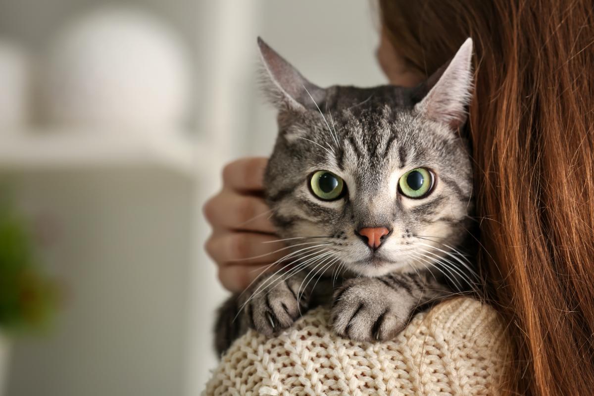 Peuton laisser sortir un chat après stérilisation ? Chat stérilisé — free download