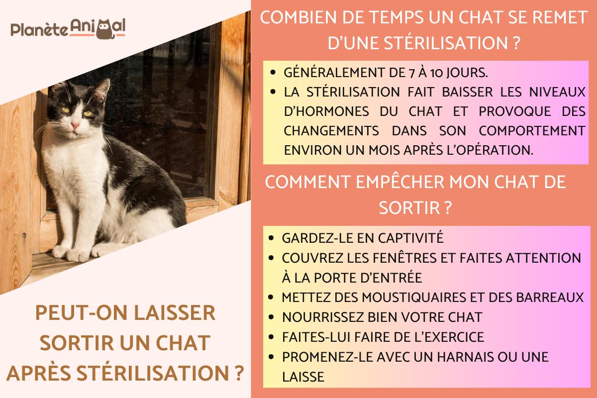 Peuton laisser sortir un chat après stérilisation ? Chat stérilisé — free download