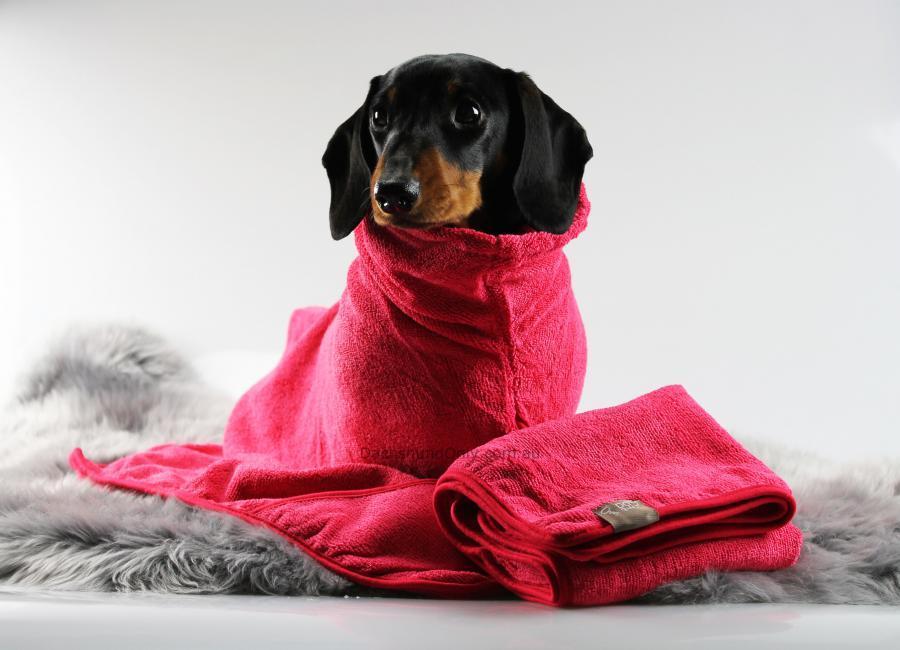 Mon chien sent mauvais Causes et solutions