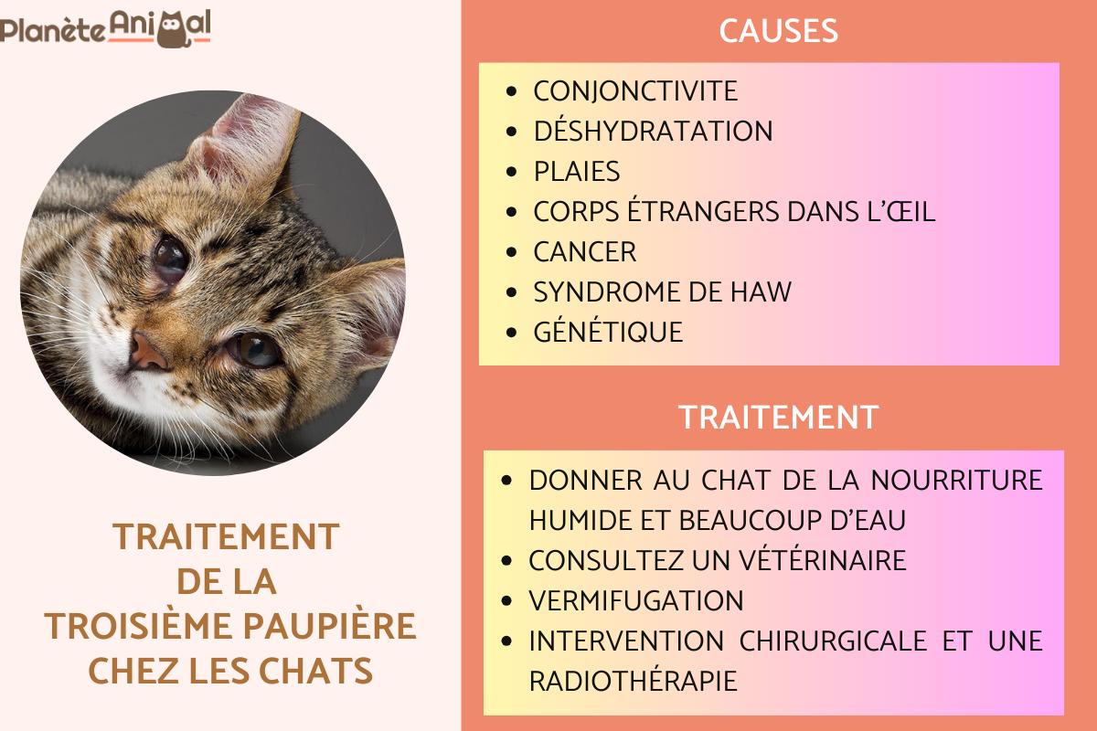 La troisième paupière chez les chats - causes et traitement