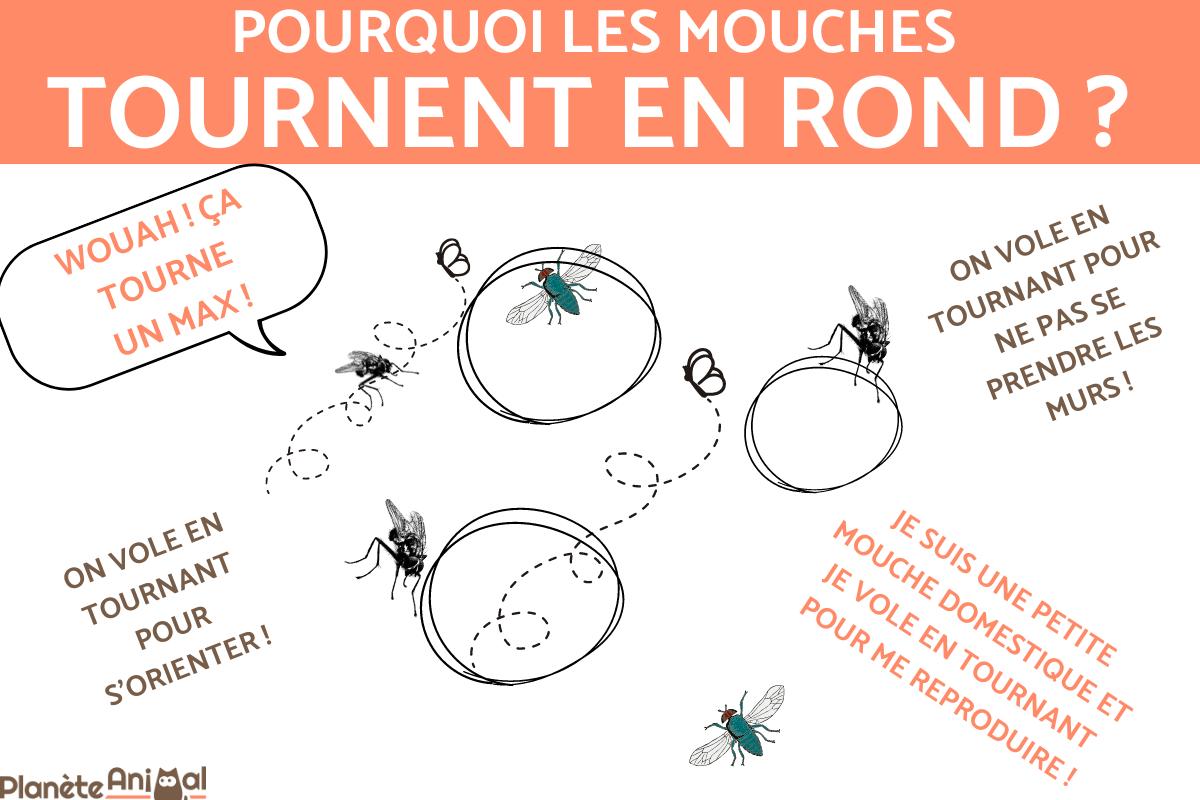 Pourquoi les mouches tournent en rond ?