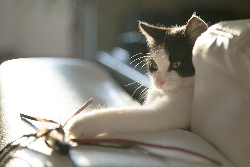 Combien de jours laisser un chat seul à la maison Tout savoir