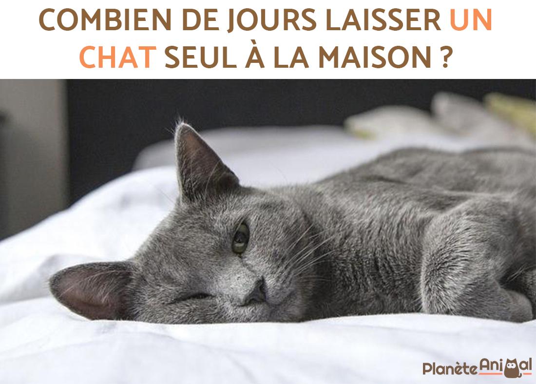 Combien de jours laisser un chat seul à la maison Tout savoir