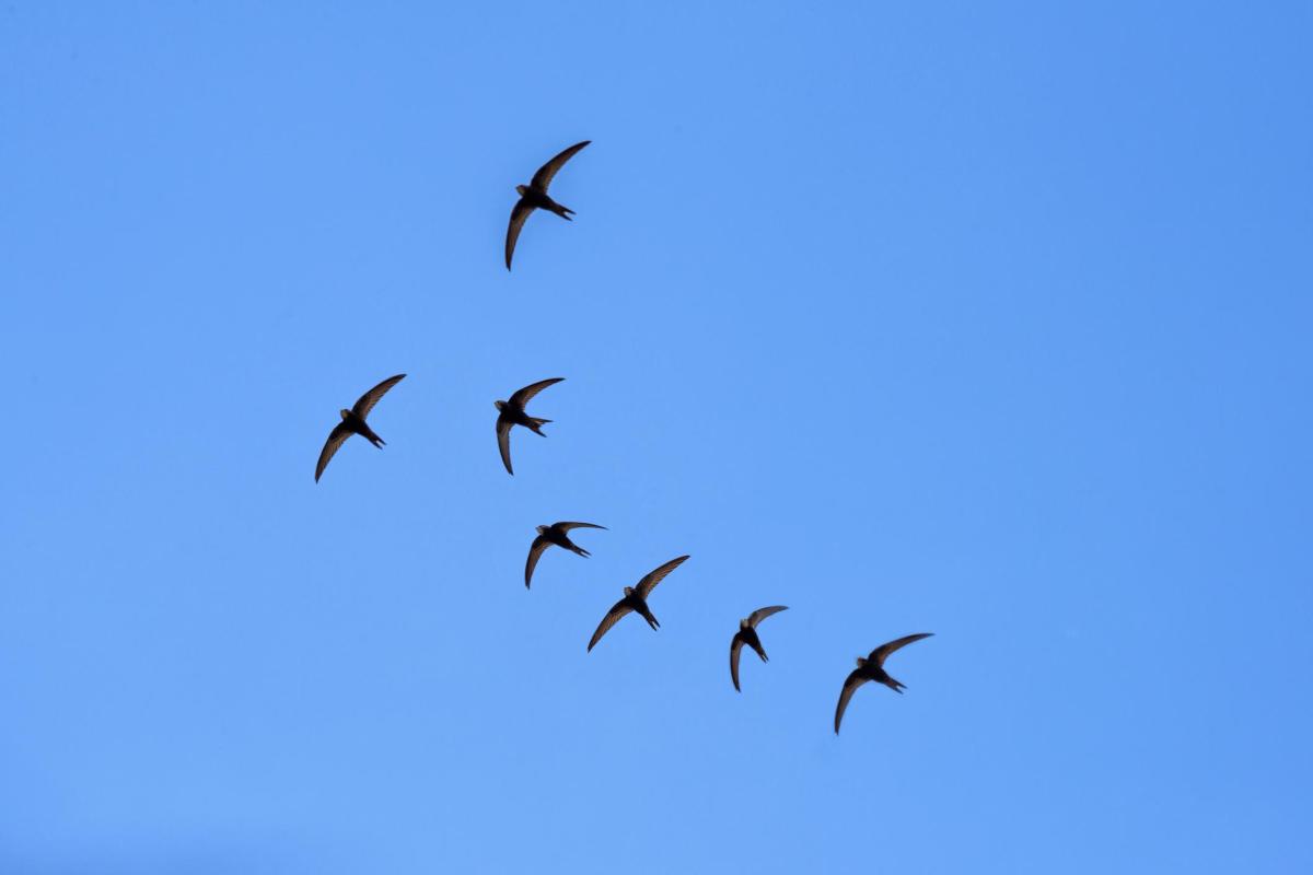 Migration des hirondelles