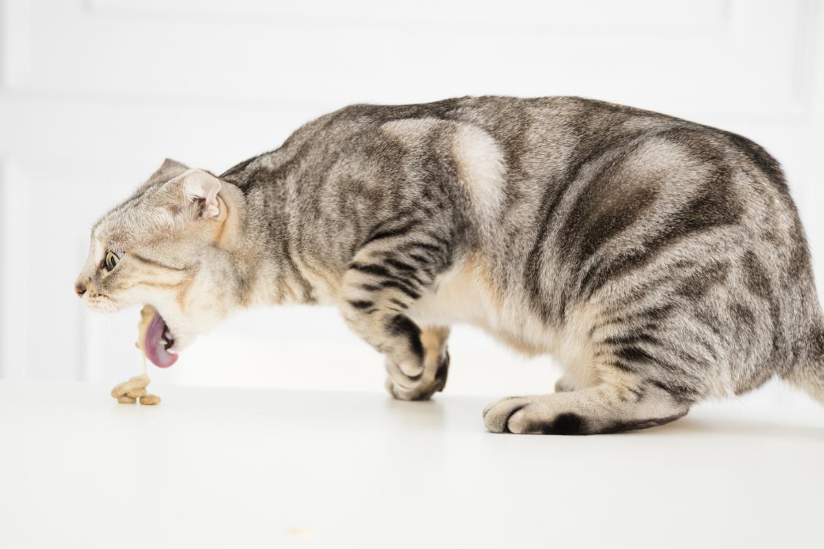 Intoxication chez le chat - Symptômes et que faire