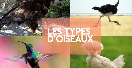 Les types des oiseaux - Caractéristiques, noms et exemples