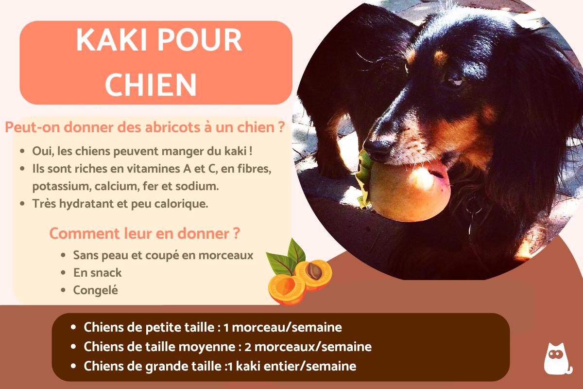 Mon chien peut-il manger du kaki ?