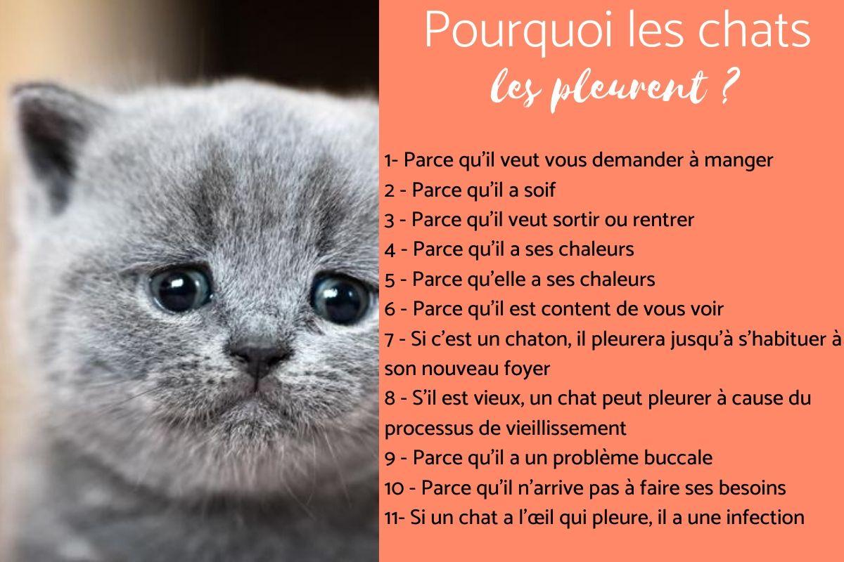 Pourquoi les chats pleurent ?