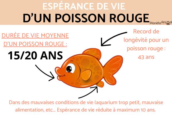Espérance de vie d'un poisson rouge