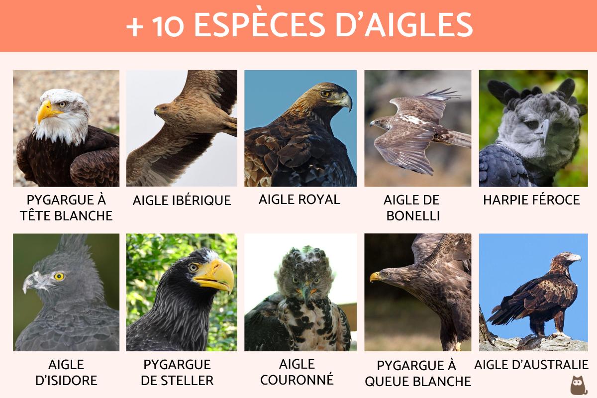 + de 10 ESPÈCES d'AIGLES Caractéristiques, noms et PHOTOS — free download