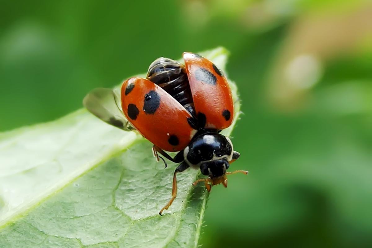 Est-ce que les coccinelles piquent ?