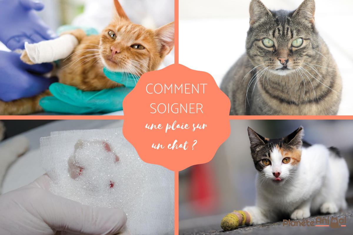 Soigner une plaie sur un chat - Remèdes maison