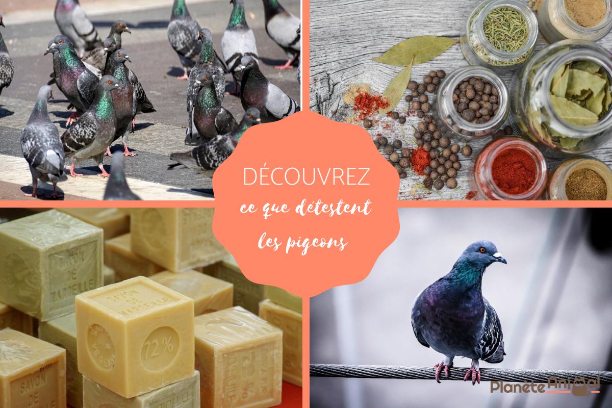 Ce que détestent les pigeons - TOP 5