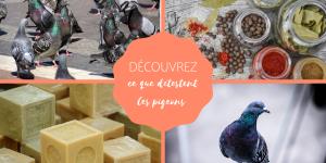 Ce que détestent les pigeons - TOP 5