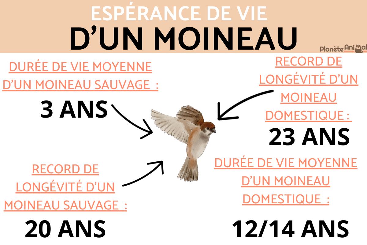 Durée de vie d'un moineau
