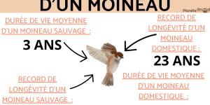 Durée de vie d'un moineau