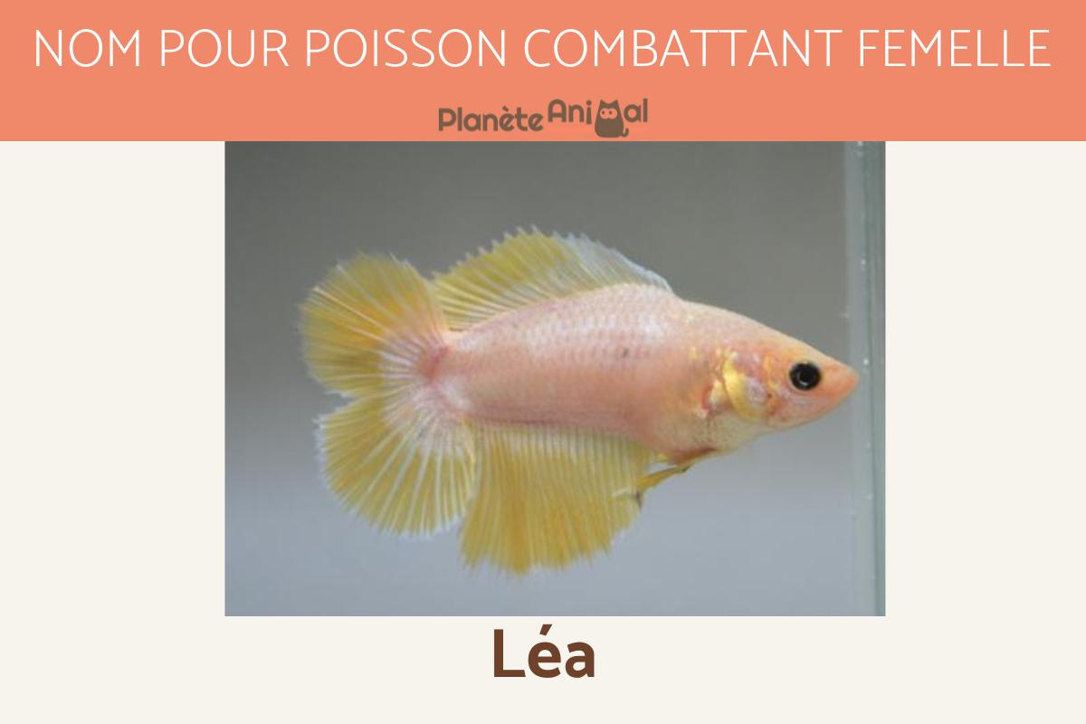 Noms pour poisson combattant MÂLE & FEMELLE PLUS DE 200 IDÉES
