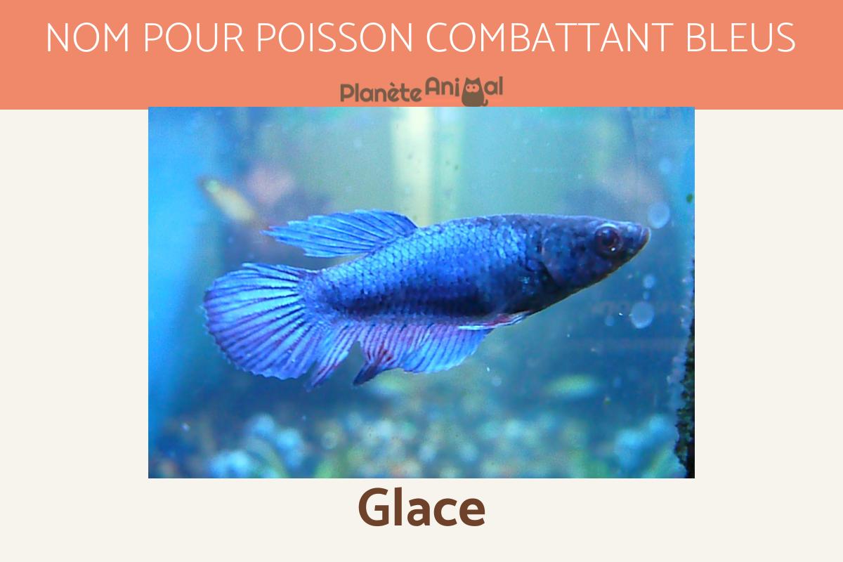 Noms pour poisson combattant MÂLE & FEMELLE PLUS DE 200 IDÉES