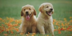 Pourquoi assurer son chien ou son chat ? Ce que les maîtres doivent vraiment savoir