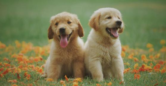 Pourquoi assurer son chien ou son chat ? Ce que les maîtres doivent vraiment savoir