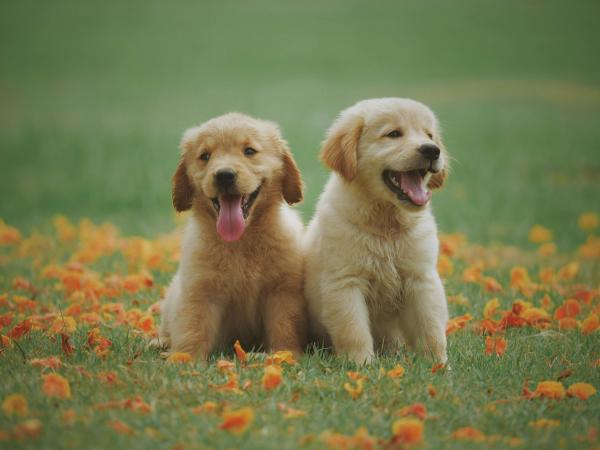 Pourquoi assurer son chien ou son chat ? Ce que les maîtres doivent vraiment savoir