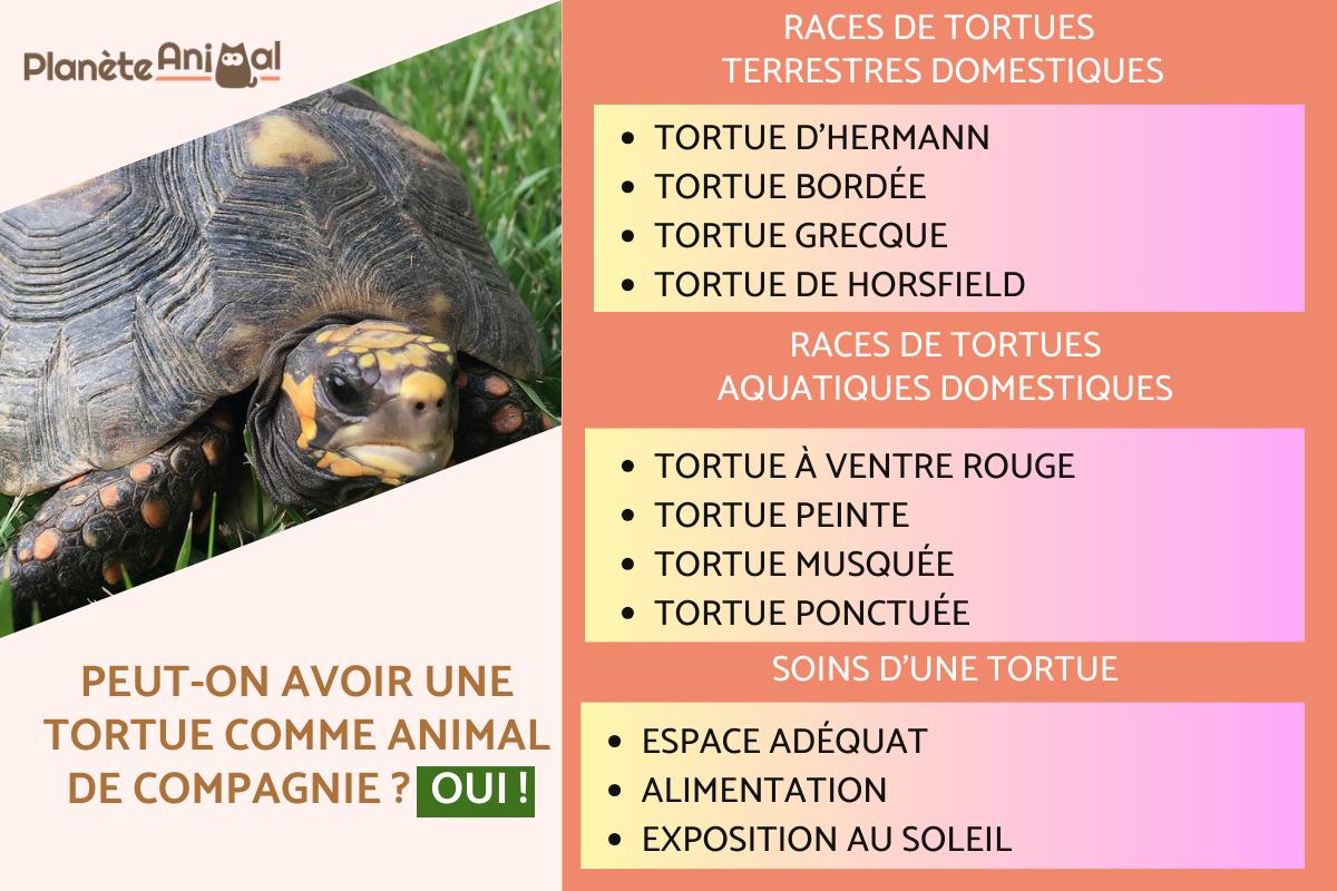 La tortue comme animal de compagnie