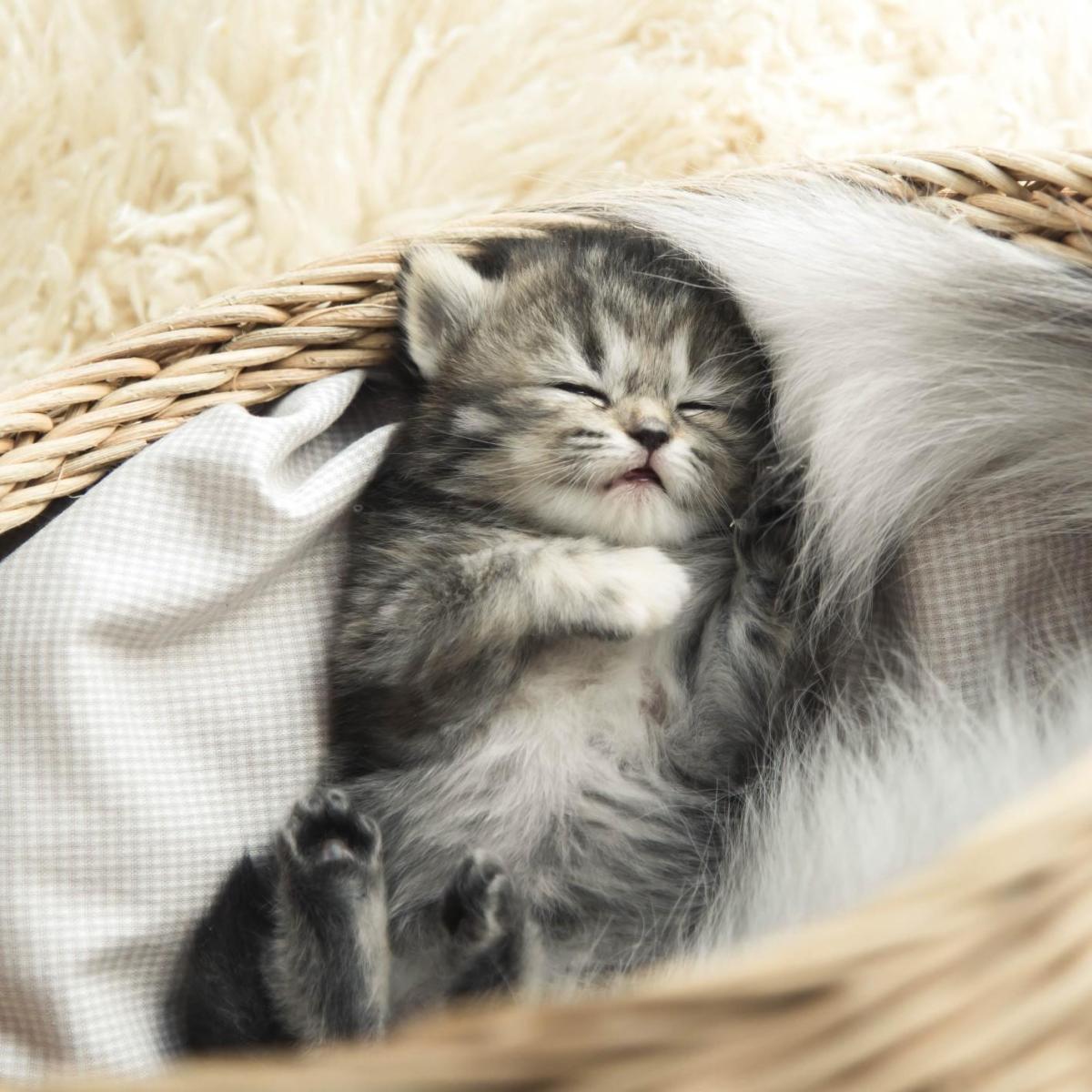 Comment recevoir un chaton à la maison